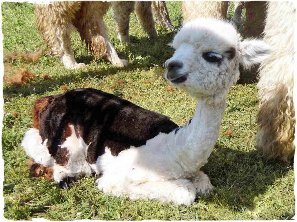 alpaga bébé baby alpaga en ligne